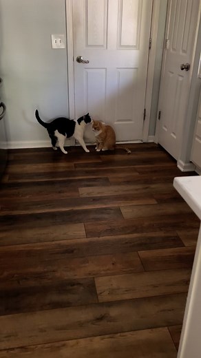 I think he thinks he’s smooth with the ladies 🤣🤣🤣 #cats #fblifestyle | Willy Wonky & Charlie Bear