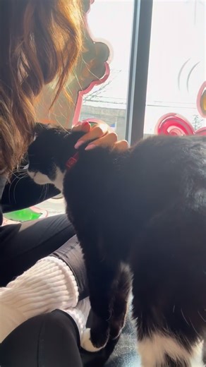 Friday is another “mean” cat who shows her bad side to new people and it’s prevented her from being adopted for months now. I love her immensely and I know she would be an incredible best friend to anyone who trusted us. No I’m not “her person”, she didn’t “choose me”, and I don’t have to keep her because she loves me. She would love anyone who gave her a chance and got her out of this chaotic nightmare 😆 I’m definitely a lot nicer when I’m one on one or in small groups with people, versus how 