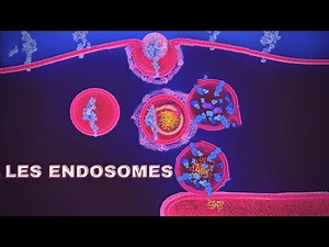 endosomes شرح بالدارجة🔥
