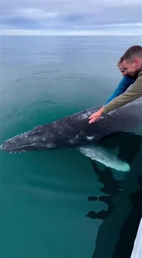 Whale Magic on the Water A breathtaking moment as a whale greets humans. #fblifestyle #AI Generated using Kling AI . . . (For entertainment purposes only. Consult professionals if guidance on activities is presented. No brand affiliation is implied if any are shown. If inspired by true events, creative adaptations may be included. Content may include public footage.) | Fabiosa Daily