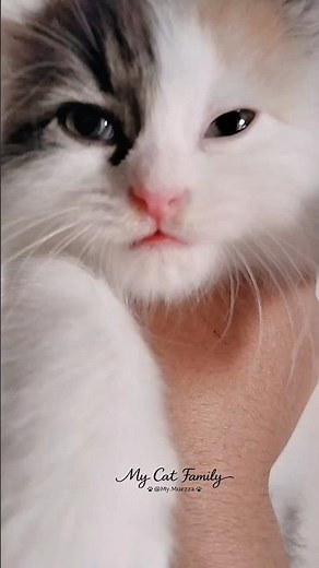 Cute Cat Meow meowing to attract cats | Cat video | Cat sound | Cats | Cat meowing | kitten meowing