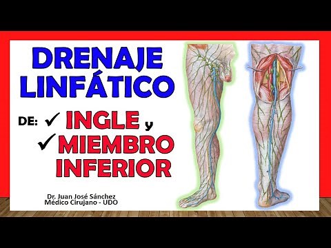 🥇 LYMPHATIC DRAINAGE OF THE GROIN and LOWER MEMBER. Simple Explanation!