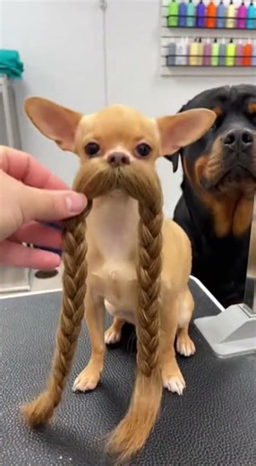 This Chihuahua HATED Every Mustache… Until the Yeti One #DogComedy#ViralDogs#FunnyMoments