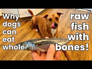 Why Dogs Can Eat Whole Raw Fish with Bones