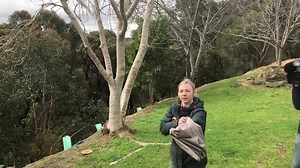 3.2K views · 126 reactions | One small step for man, one giant leap for a glider! Behind the scenes today with Totally Wild and our squirrel gliders! Has anyone been lucky enough to capture a mid air photo of our gliders gliding?  The Savinator! | Animals Anonymous | Facebook