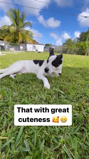 Jack Lives His Best Dog Life #dogs