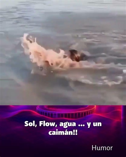 Confundió un caimán con un pececito y casi no la cuenta! 🐊🚫😂