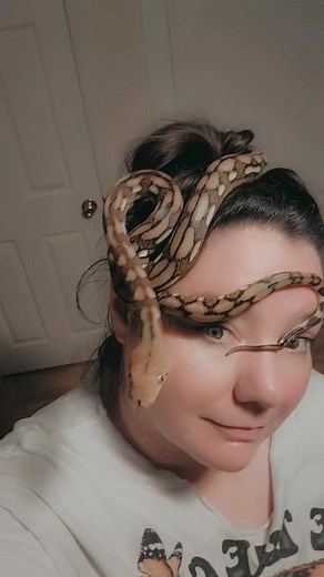 Some of our "ladies" #thesearemyladies #ballpython #breeding #snakebreeder #snake #reptiles #snakekeeper #reptilekeeper #ballpythonmorphs #livingthedream #smallbusiness #reptilekeeper #coldblooded #ballpythonbreeder #myladies #Brianna #Theresa #Jeanie #retic #reticulatedpython #boa #boaconstrictor | Lasting Locks Exotics