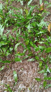 34K views · 405 reactions | Cryptocoryne wendtii green, Tanaman...