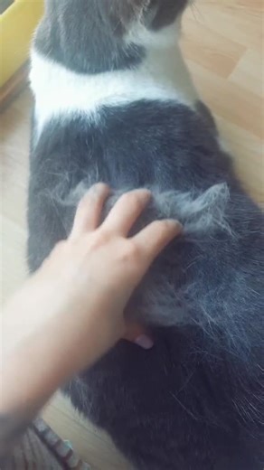 Furminator en acción: ¿Funciona realmente?