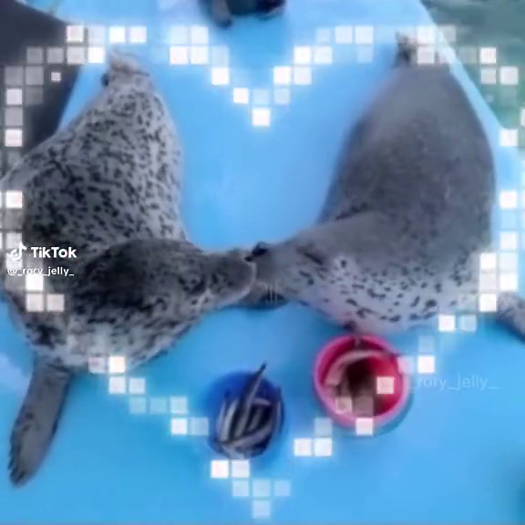 Adorable Silly Seals in Marine Life Aquarium