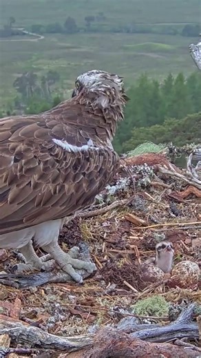 ep#1858- Review parent birds brings food to feed their babies | Birds nest daily life #birdslover