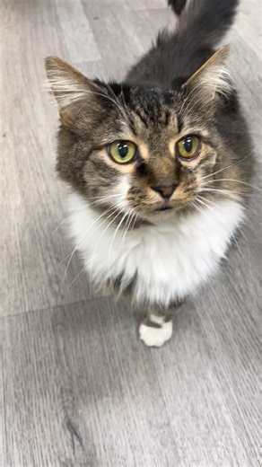 24 reactions | What your pets are thinking when we collect their poop for parasite testing. =類 #vetmed #veterinarian #vettech #dog #cat #vetmedhumor #poop | Vickery Place Animal Hospital | Facebook