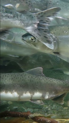 Swim with the salmon in alaska's crystal clear waters