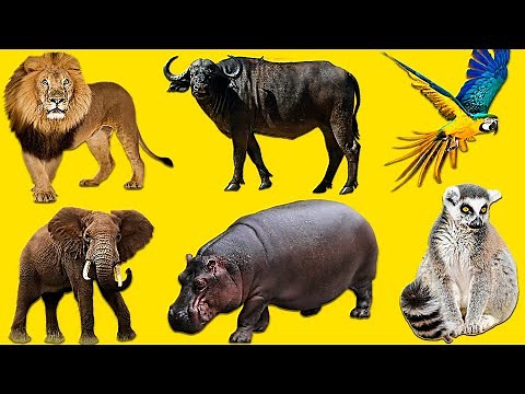 African Animals | Learn Animals Names and Sounds for Kids