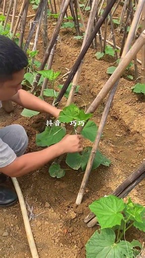 Planting Tips Agricultural Planting Technology
