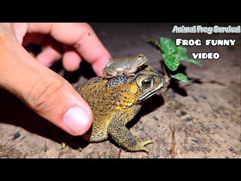 Funny frog video try not to laugh | frogs compilation funny | frog jumping video funny | funny frogs