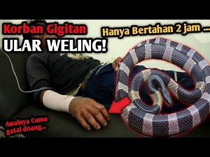 KORBAN GIGITAN ULAR WELING KEMBALI TERJADI! NYAWA TAK TERSELAMATKAN HANYA BERTAHAN 2 JAM #snakebite