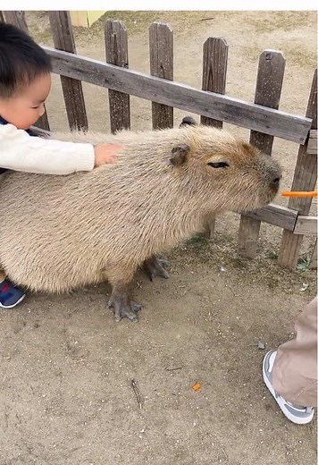 Funny Capybara Moments That Will Make You Smile