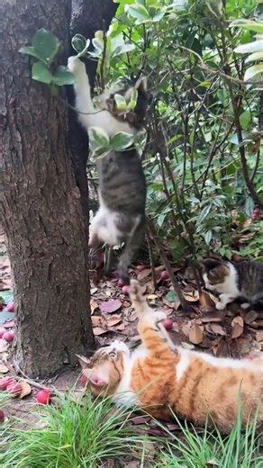 🐱 Mother & Kitten's Tree Play! 🌳💚 So Cute to Watch! #cat #animals