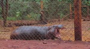 7.3K views · 172 reactions | Did you know that @nairobipark is home...