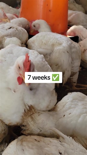 7 Weeks of Poultry Farming Success