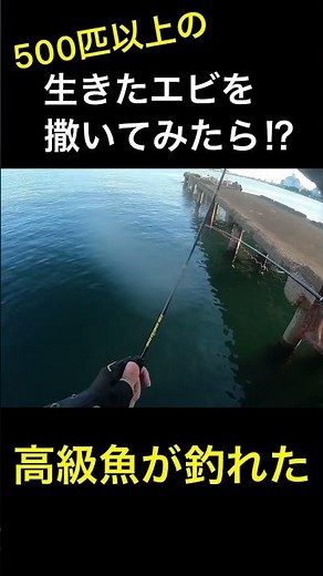 500匹以上の生きたエビを撒いてみたら高級魚が釣れた⁉︎【エビ撒き釣り】 #エビ撒き #フカセ釣り #温排水
