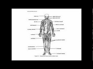Anatomy and Physiology Study Guide - Quizzes