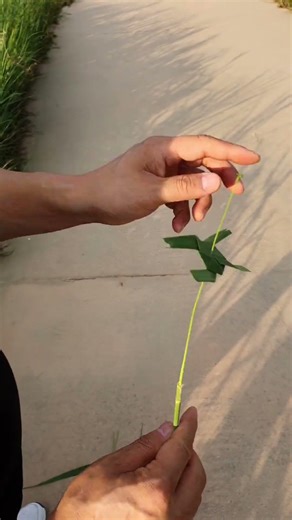 바람개비 #Pinwheel #Korea #PaperWheel #BalingBaling #MembuatKincirAngin#바람개비 #자연 #귀촌 ​ #바람개비만들기 #조릿대​