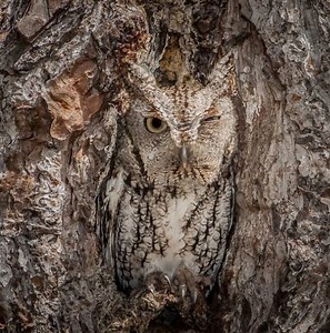 These camouflage animals are nature's masters of disguise. Can you spot them? via Positive News Network | In The Know