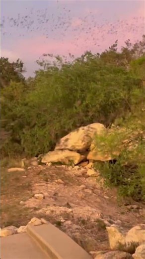 Kickapoo Caverns Bats