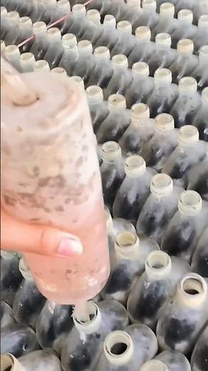 Betta Fish Farming in Thailand – Unique Glass Bottle Setup! 👀