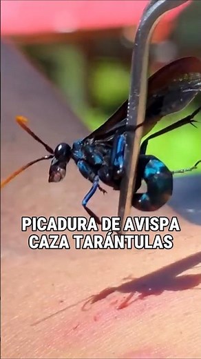 Tarantula Hawk Wasp Sting! 🐝