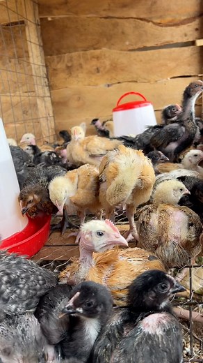 First day from the brooder | Farm With Fred