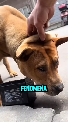 Why Do These Dogs Wear Weighted Collars? Not Torture, But #funnydogs