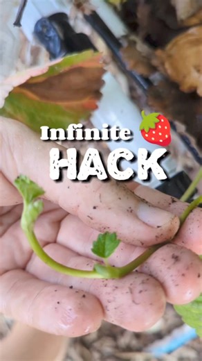 How to make endless strawberry plants from the ones already growing in your garden! . In the south it's not hard to overwinter your strawberries. It's the over'summering' that can be a challenge! Comment '🍓' below and I'll send you the link and special discount to the @garden_in_minutes irrigation grids we use! . No matter what type of strawberries you have growing in your garden there will come a point in the season where those plants will start to spread. This is called 'making runners' . If 