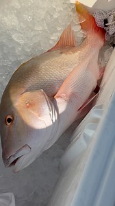 Beautiful Florida Keys Mutton Snapper! | Connley Fishing