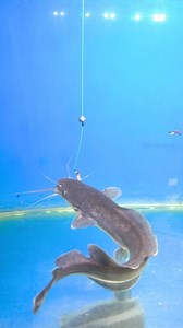 1.6M views · 3K reactions | How Fish Eat Bait #fishing #fishingknot #tutorial #fishingvideos #mancing #reels #fyp #viral #trending #foryou | Agus Subarna | Facebook