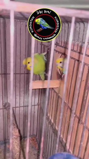 أبو پؤلا على TikTok