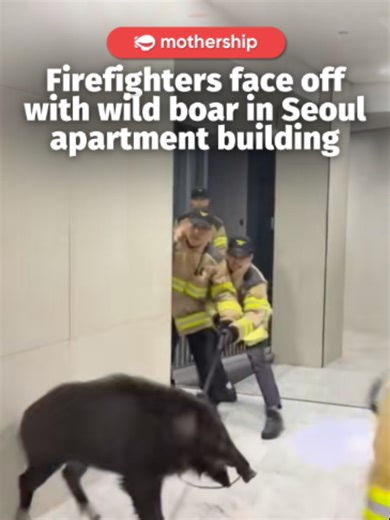 Local media reported that the animal had entered through an underground parking lot into residents' spaces, including a sauna and laundry room. After about a 50-minute standoff with the boar, the firefighters managed to capture it, but it died during the process. #mothershipabroad #korea #boar #animals #fyp