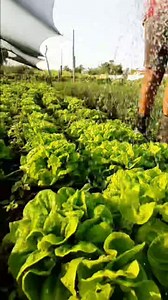 Horticultura orgânica e família #seguidoresdevaguinhoverdureiro | Vaguinho Verdureiro