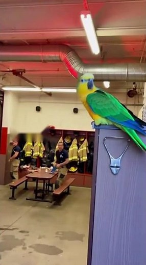 🔥 Claver Parote's Hilarious Fake Fire Alarm Prank - Watch the Chaos! 🔥