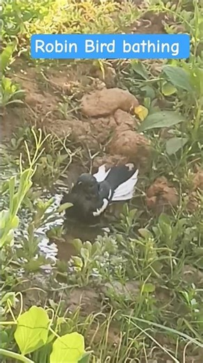 pansy flower and robin bird bathing in garden #shortsfeed