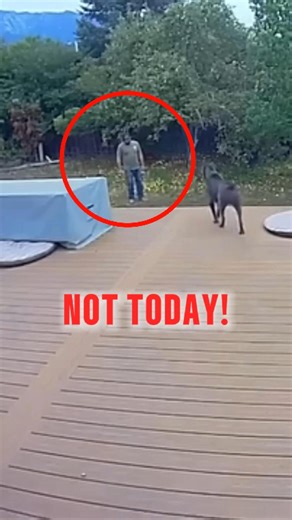 This Is How a Cane Corso Protects 🔥 No fear. No hesitation. Just pure protection instinct activating the moment an intruder steps close. This is what these dogs were bred for — loyalty, strength, and keeping their family safe. Watch how fast this Cane Corso switches from calm to “don’t even try it.” #canecorso #canecorsoitaliano #canecorsolove #fypviralシ #followerseveryone | ZoieePaws