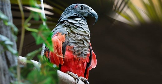 Pesquet's Parrot (Dracula Parrot)