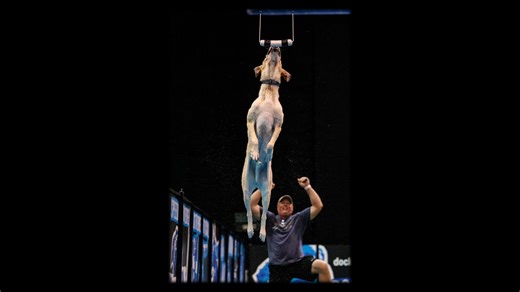 On Saturday, we proudly shared the first of our 2025 DockDogs® ✨ Hall of Fame inductees — and today, we’re honored to highlight the second. 💙 This past Thursday night at the 2025 Golden Paw Awards , two incredible teams were welcomed into the Hall of Fame — one of the most prestigious recognitions in our community, celebrating those who have made a lasting impact on our sport and family. Today, we celebrate Jackie and Jerry Jutte and their amazing dog Action Jackson 🐾 Jerry, who passed away in