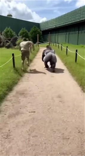 Gorilla vs. Zookeeper. If the gorilla sprints at full speed, can the zookeeper win?#gorilla #fyp #ai