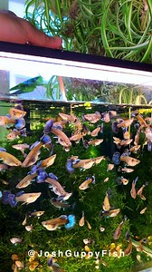 Key Traits of a Good Female Guppy for Breeding. #Aquarium #Guppy | Joshguppyfish 喬的孔雀魚