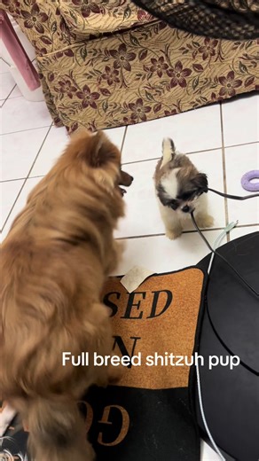 Full Breed Shih Tzu Puppy Information and Care