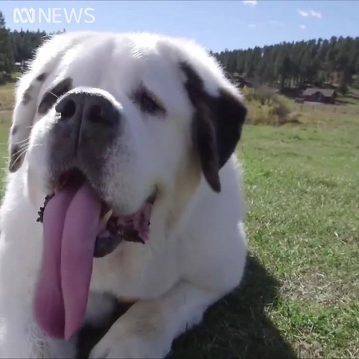 Meet Mochi - she's got the longest dog tongue in the world! Imagine the slobber 😅 | ABC News